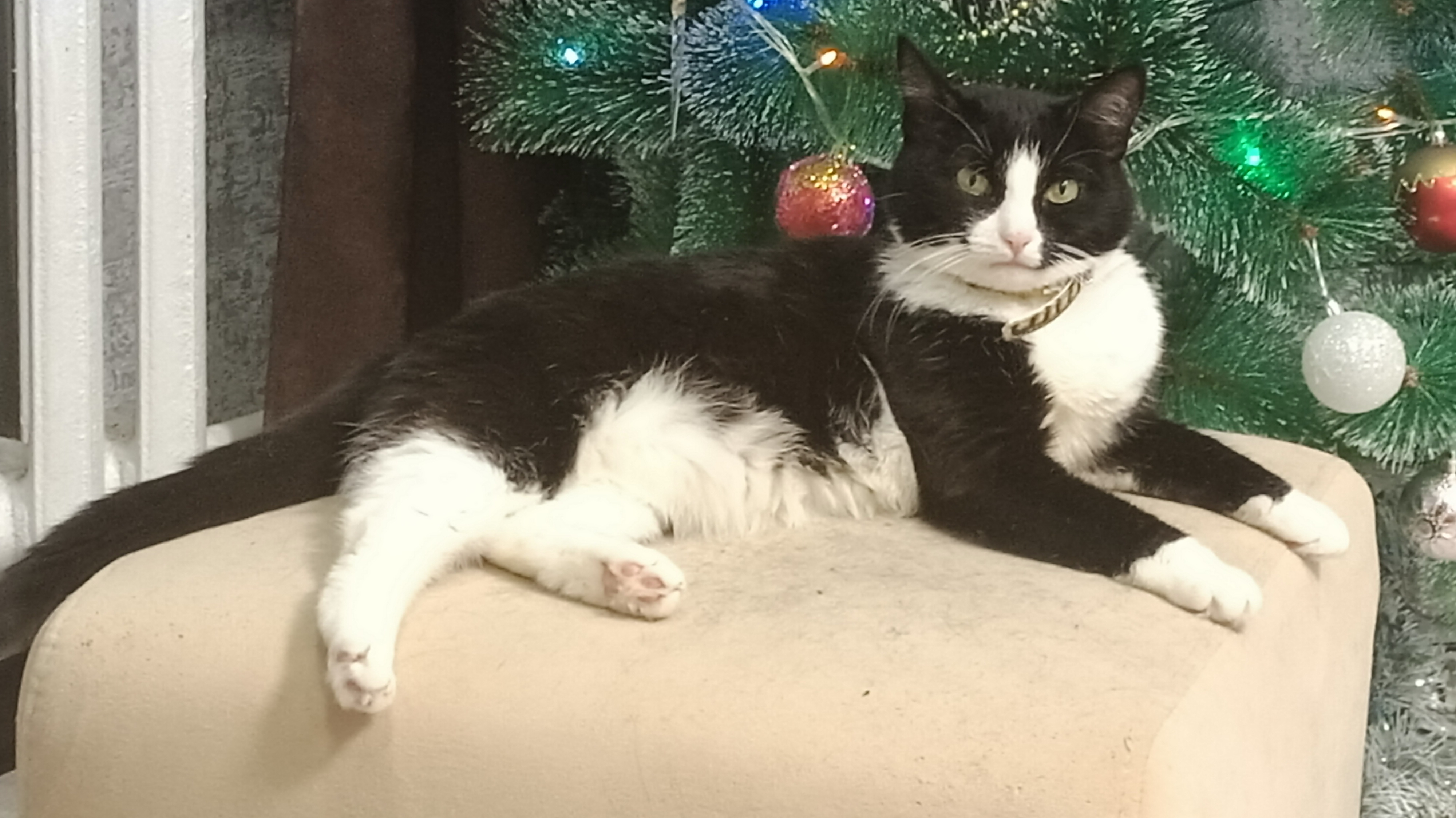 Наша кошка Алиса 