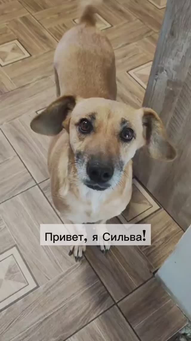 Ласкуша Сильва ищет семью❤️ 12кг, 7лет, Москва и вся Россия🚕