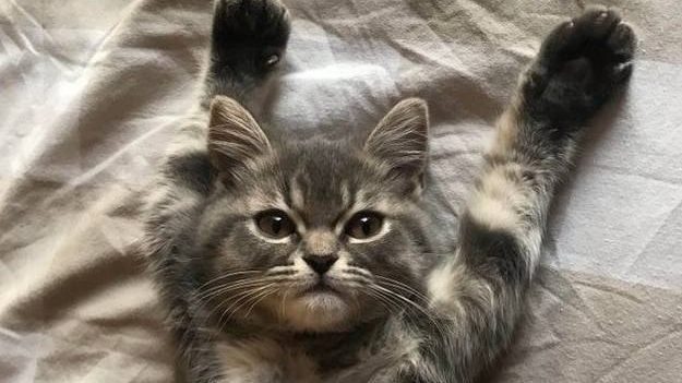 Df065ce68b452737f9252d21fd5f3ad3