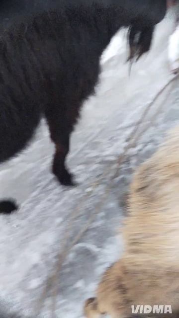 мужики гулять пошли 😁