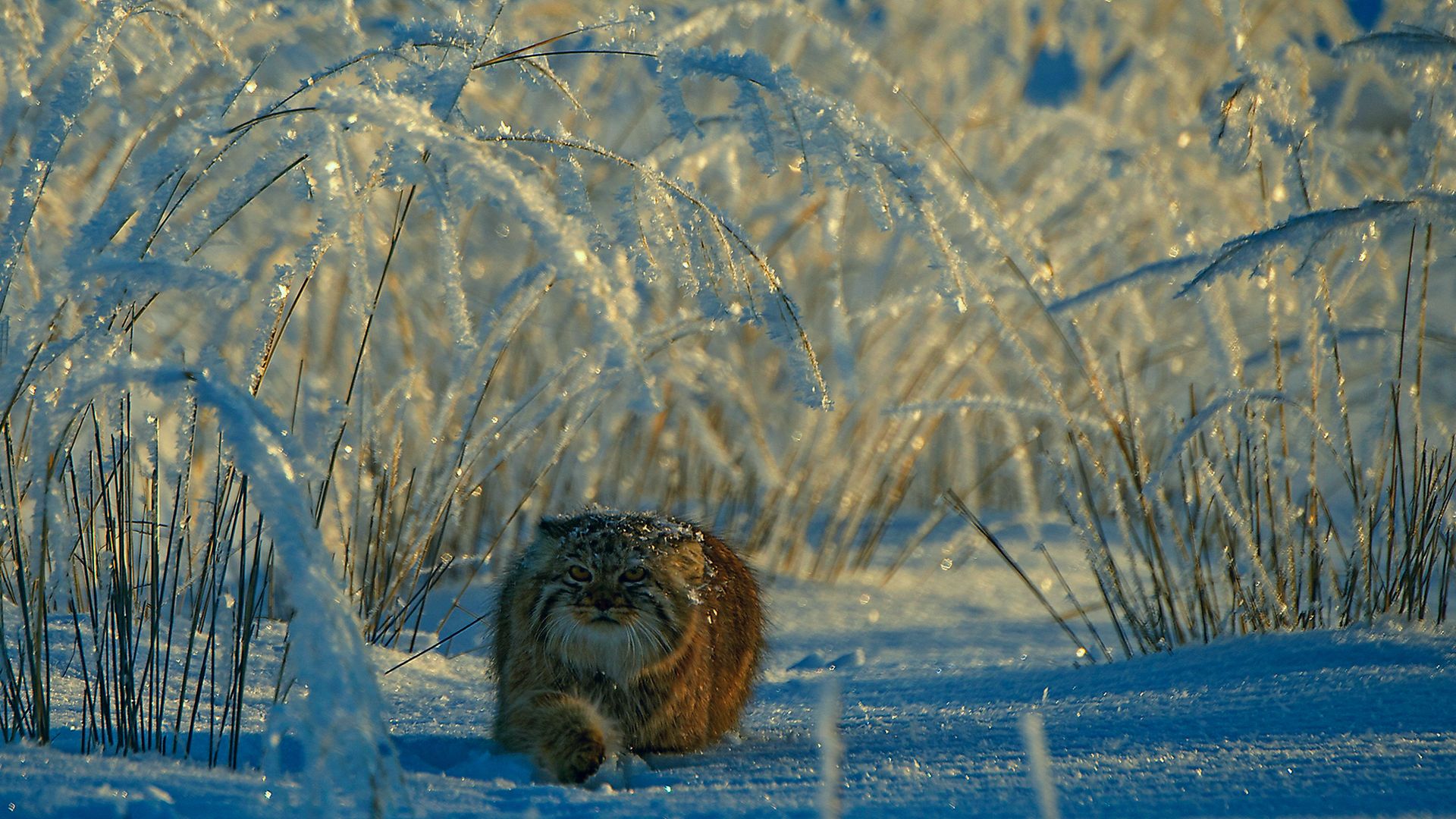 ЗАБАЙКАЛЬСКИЙ МАНУЛ.