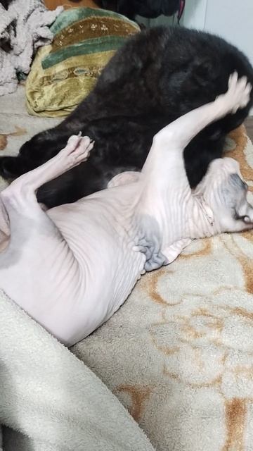 любовь у них такая 🤣