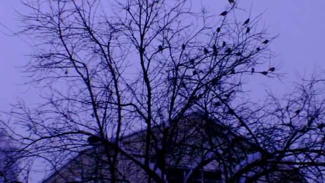 Зимний  день .