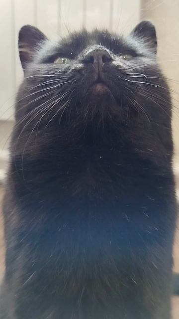 #село #кот #черныш #котик #животные #голос #мысли #мысливслух #cat