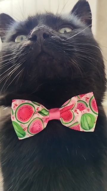 #село #кот #черныш #котик #животные #голос #мысли #мысливслух #cat