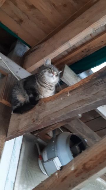 Красивая Кошечка Домашняя