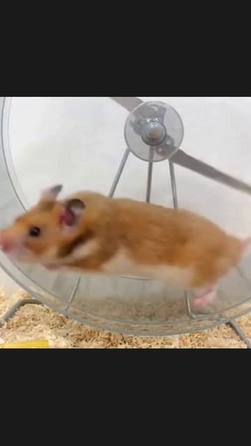 #хомяк #хомячка #питомец #животные