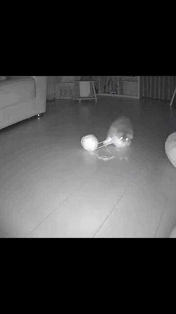 Тайная жизнь домашних животных #домашние любимцы #уникальные способности #радости жизни #секреты пит