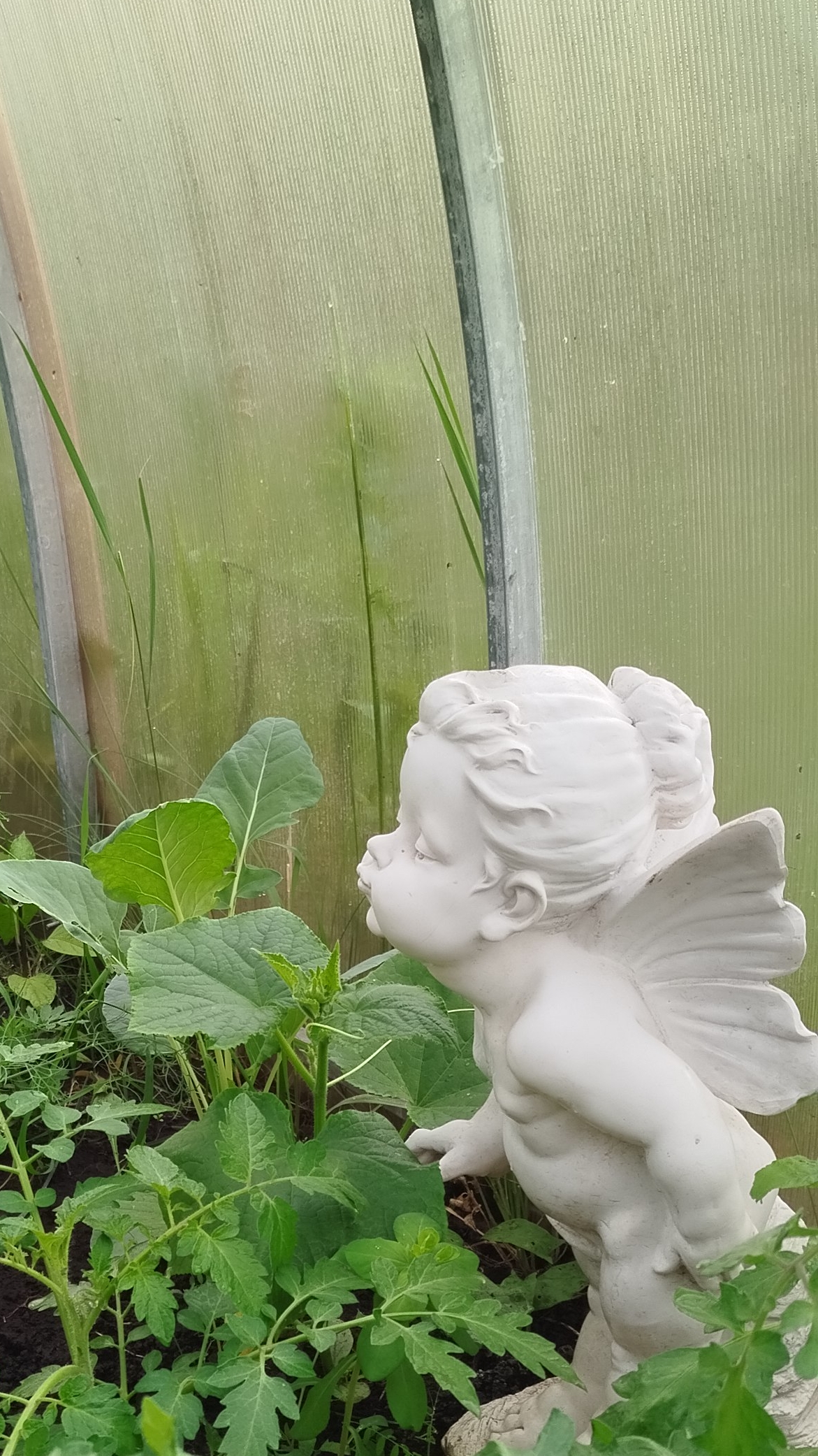 Бегичево, вяленые сливы, 26-01-2026