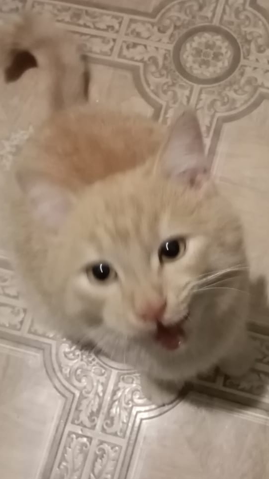 приветствие