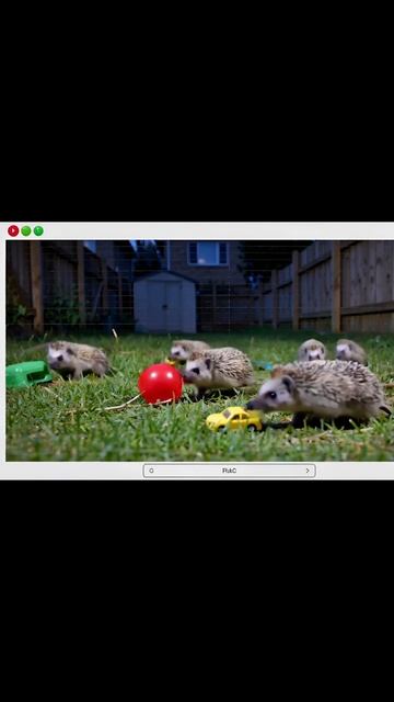 #милыеживотные #пушистики #милота #умныеживотные #смешныеживотные #забавныепитомцы #животныеговорят