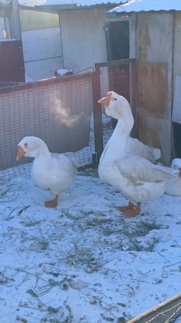 Гуси Холмогоры