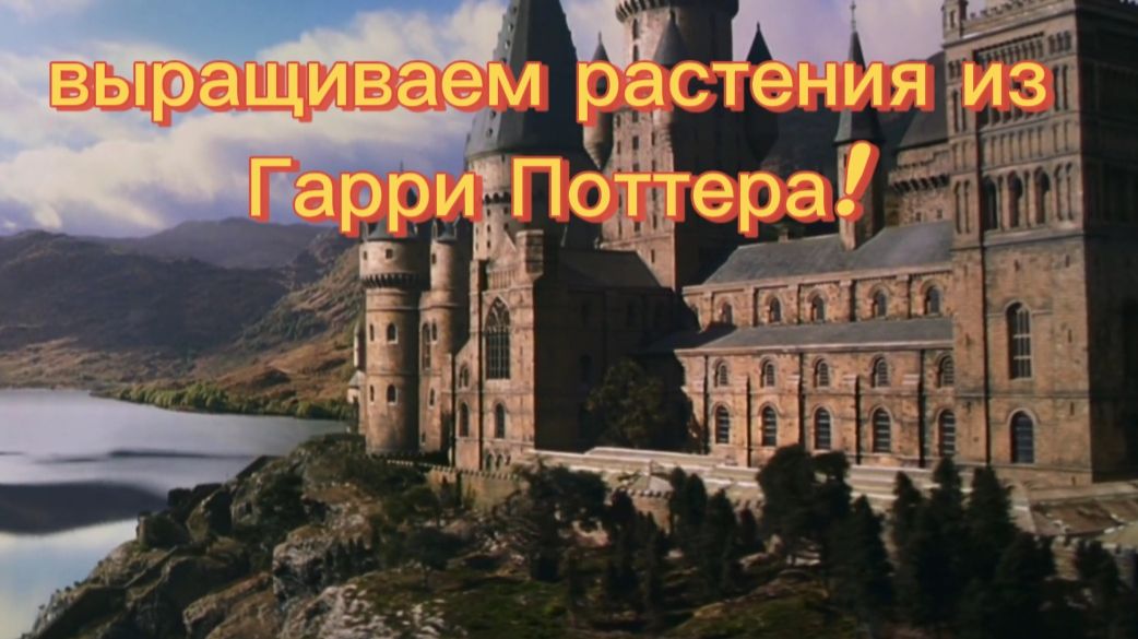 выращиваем растения из фильма Гарри Поттер!