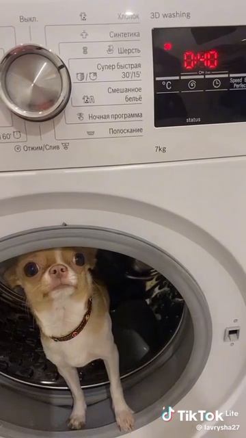 белка в колесе