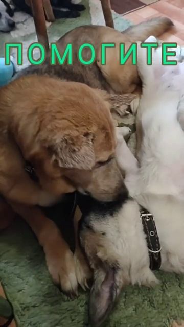 Собачка Нюра простыла! Нужна помощь на лекарства! 🙏