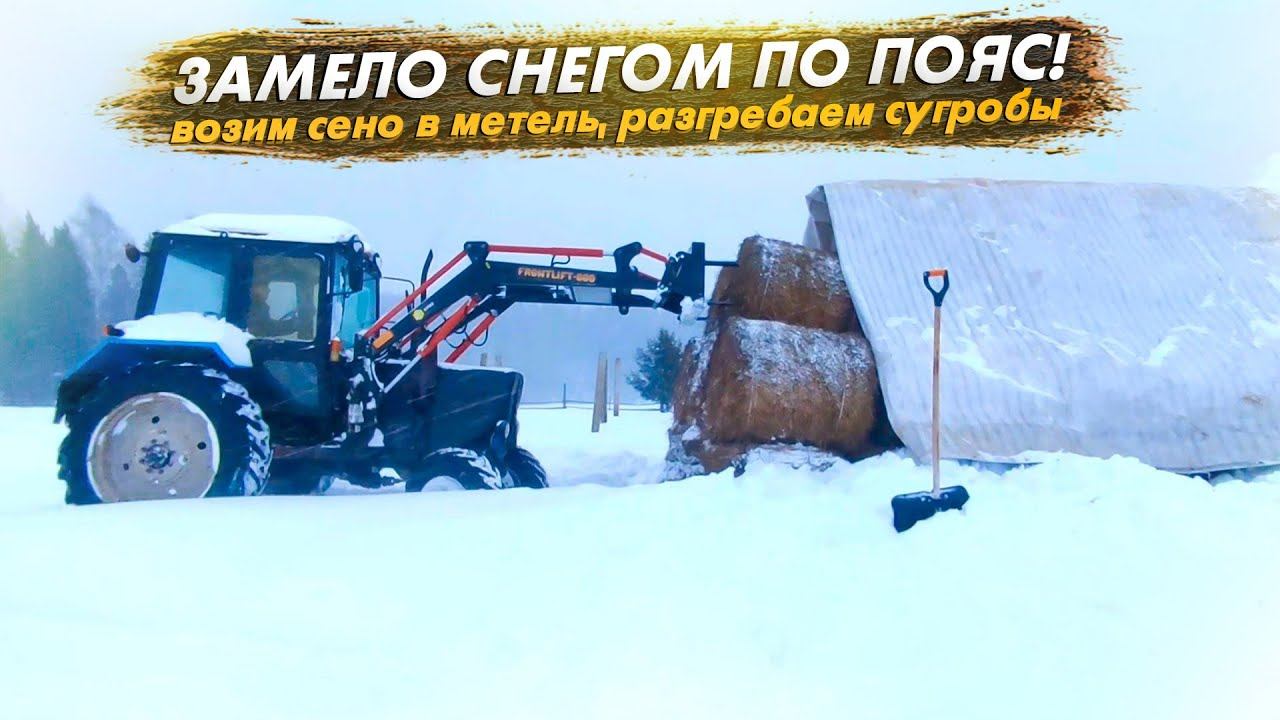 Нас завалило снегом В уборке снега задействованы даже коты и телятаВозим рулоны сена в метель
