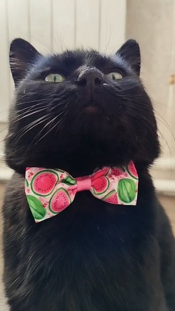 #село #кот #черныш #котик #животные #голос #мысли #мысливслух #cat