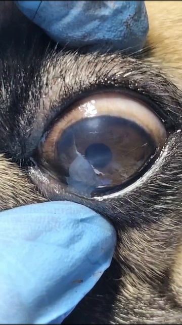 🐾 Медицинский кейс: хирургическое решение проблем дыхания и зрения у мопса 🩺✅ 🐾