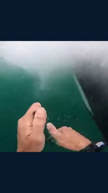 #спасениеморскихживотных #любовькморю #защитаморскойфауны #сохранениеприроды