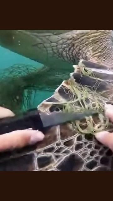 #спасениеморскихживотных #любовькморю #защитаморскойфауны #сохранениеприроды