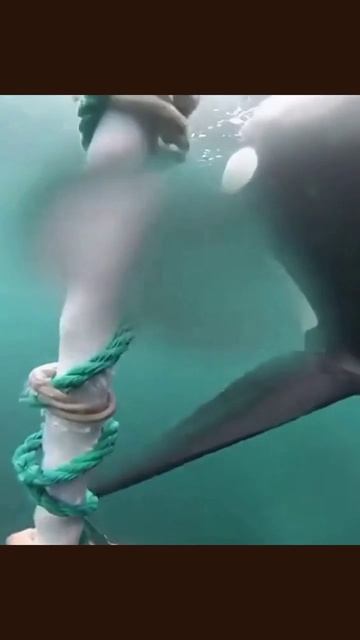 #спасениеморскихживотных #любовькморю #защитаморскойфауны #сохранениеприроды