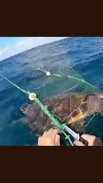 #спасениеморскихживотных #любовькморю #защитаморскойфауны #сохранениеприроды