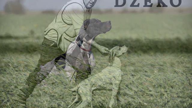 Английский Пойнтер