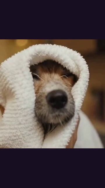 #грумер #грумингсоветы #любимцы #стрижка #кошки