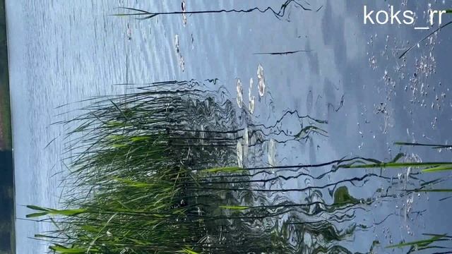 Утка и потомство 2025 koks_rr