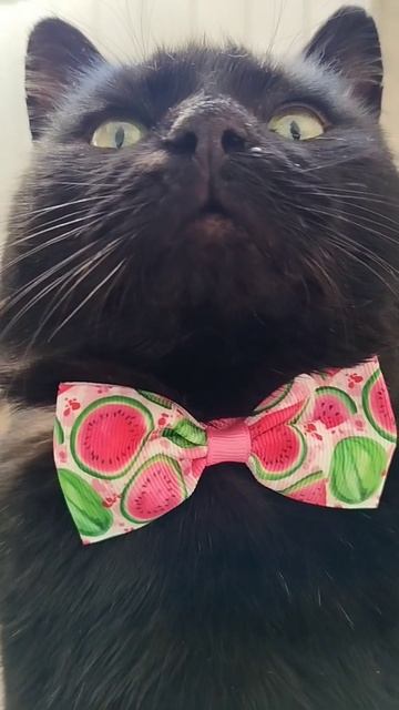 #село #кот #черныш #котик #животные #голос #мысли #мысливслух #cat