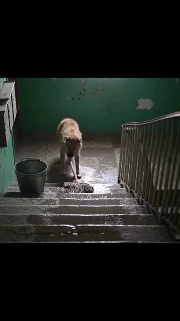 #собаки #собачьежизнь #собачьегулянья #собачьифотки