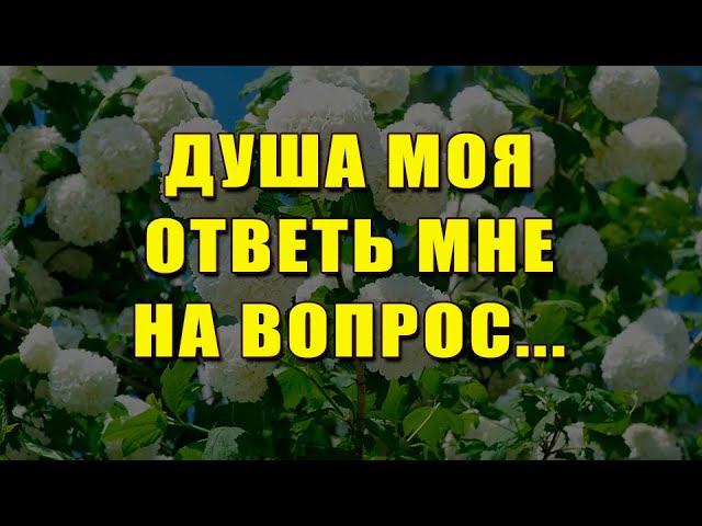 Очень душевная песня! «Душа моя, ответь мне на вопрос»