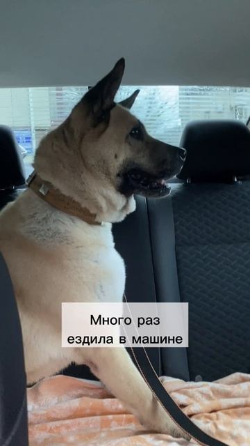 Грациозная умнейшая Эльба ищет дом❤️