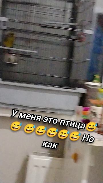 # птица#