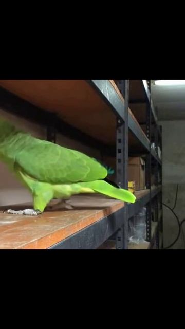#попугай #смешныепопугаи #видео #питомцы #попугаимоменты #природа #птицы