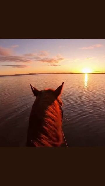 #прогулканалошади #прогулкаПоры #отдыхналошади #прогулка #лошади #канал