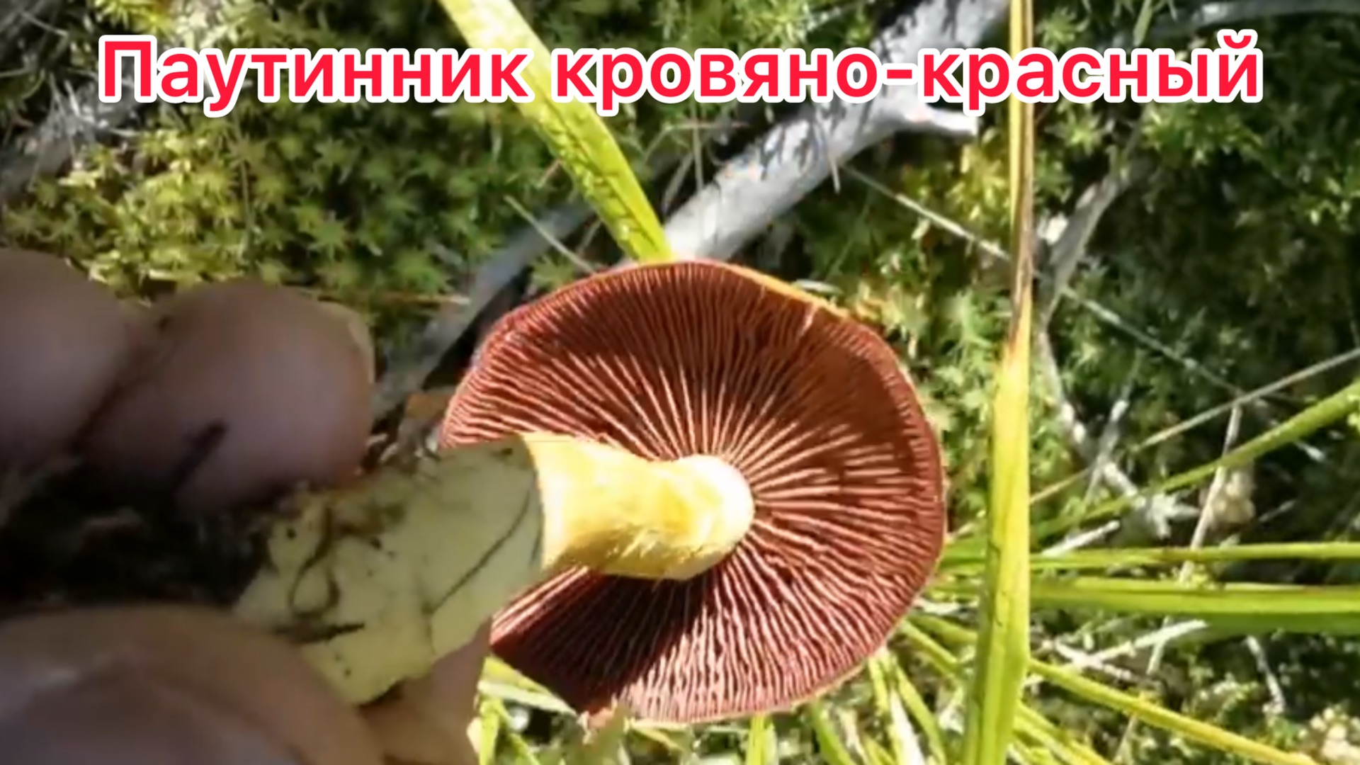 Паутинник кровяно-красный,краснопластинковый Dermocybe(cortinarius)semisanguineus