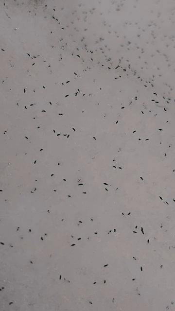 20251212_105536_Снежная_блоха_коллемболы