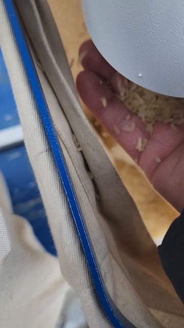 Очистка риса от долгоносика, сепаратор АэроДинамияеский САД