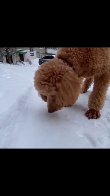 #собакаиснег #песик #зимниеприключения #игривость #зима #собачьярадость #собака