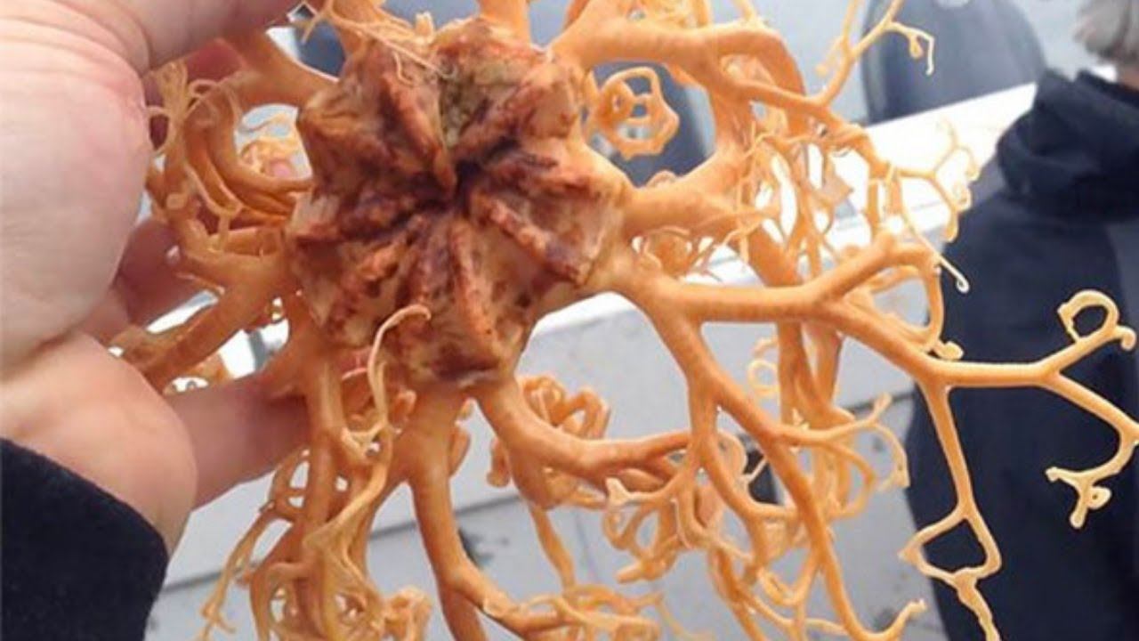 Выловили странное существо из воды...