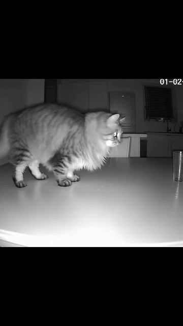 Пакостный кот #кот-канфета #котики #домашниелюбимцы #забавныемоменты #непослушныйкот