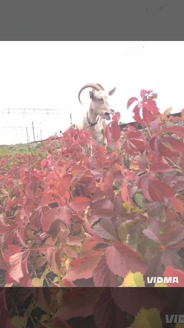 Это забавно. Сайт знакомств у животных. Кто следующий?