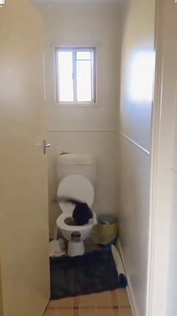 СМЕШНЫЕ КОШКИ. ПОПРОБУЙ НЕ ЗАСМЕЯТЬСЯ 😂😂😂