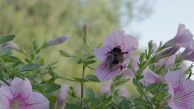 Фрагмент. «ПожнËм/Передача О Жизни Не в Москве». Деревня Грибово. 2025 г.