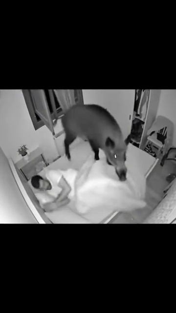 ДИКИЙ КАБАН ВЛЕТЕЛ В ОКНО ПОСРЕДИ НОЧИ 😳😳😳