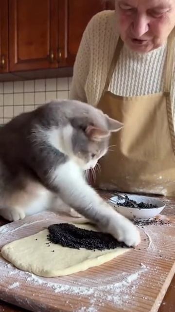 Был бы у меня такой кот