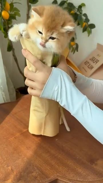 Пушистая шаурма 😅