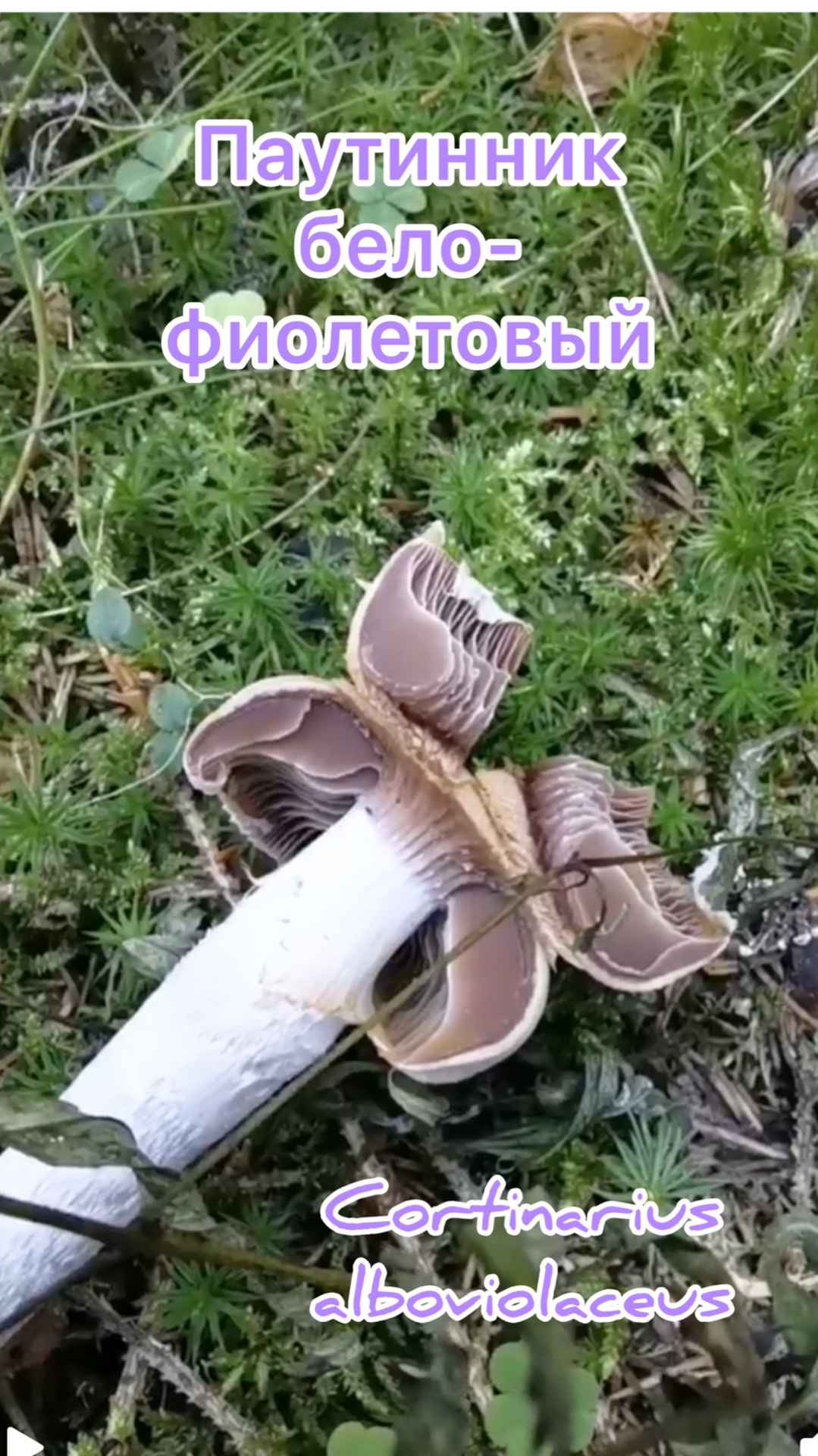 Паутинник бело-фиолетовый Cortinarius Alboviolaceus
