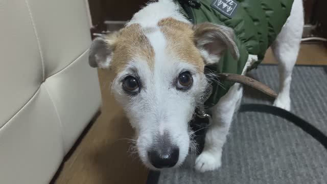 Утепляем псЫна 🐶 и гуляем в любую погоду!